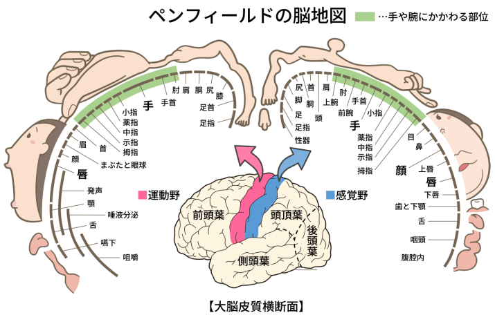 ペンフィールドマップ