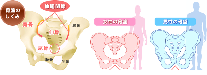 骨盤の仕組み